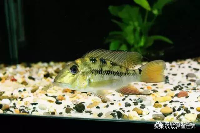 食土鲷一般多大尺寸,食土鲷哪个品种小一点