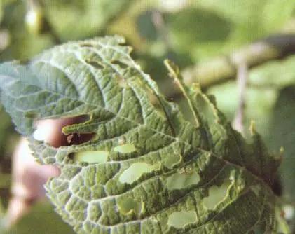 樱桃的常见病虫害及防治方法,樱桃虫害最佳防治方法