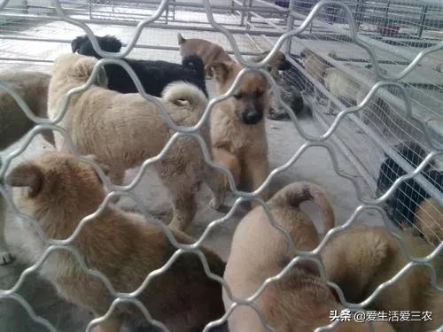 养肉狗的注意事项有哪些,想养狗又怕后悔