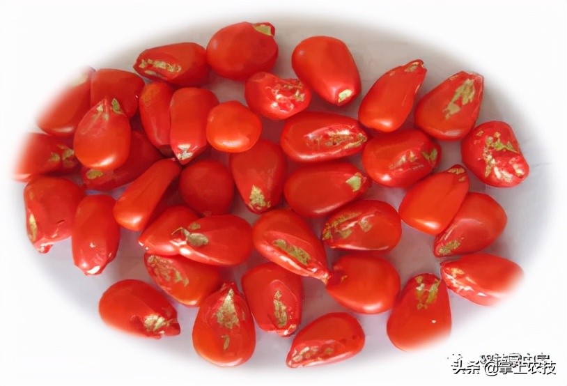 在网上购买玉米种子有保障么,网上购买玉米种子靠谱吗