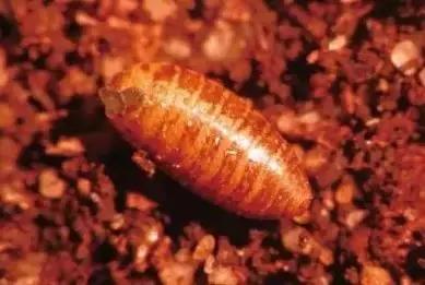 柑橘害虫的防治方法,种植柑橘需要防治哪些害虫