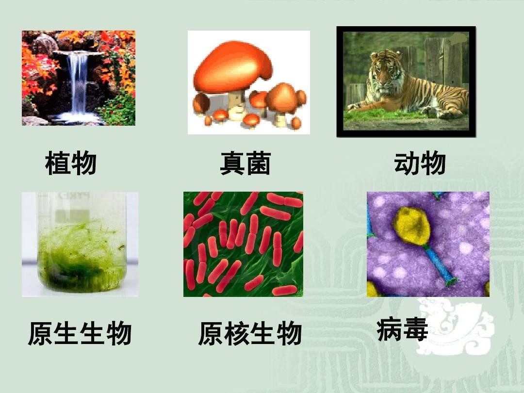 辽宁营口发现黑松露,辽宁种植黑松露