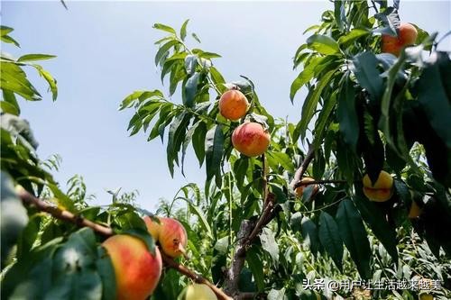 上海佘山国家森林公园日本雕像,上海佘山国家森林公园最新通告