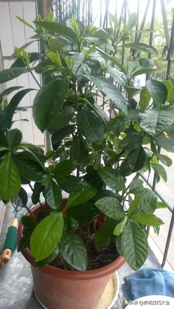 1个塑料瓶，繁殖出10盆栀子花，成活率高，新手也能玩