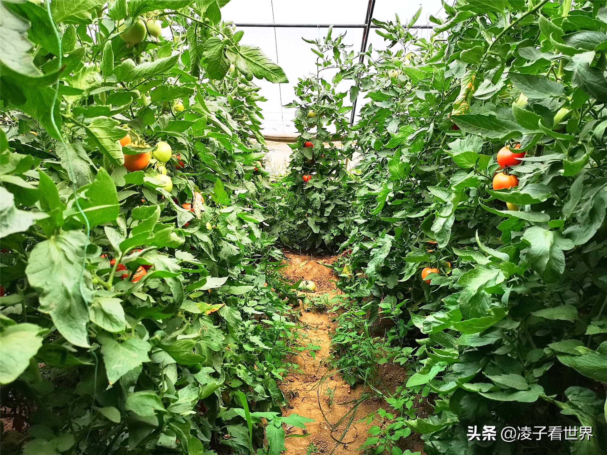 鐭冲搴勬収鐏簞鍥ソ鐜╁悧鍊煎緱鍘诲悧,鐭冲搴勬収鐏簞鍥檮杩戦噰鎽樺洯