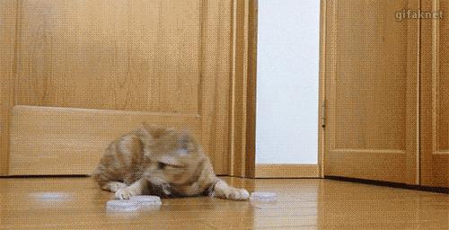 盘点那些霸道总裁猫咪,霸道总裁猫咪