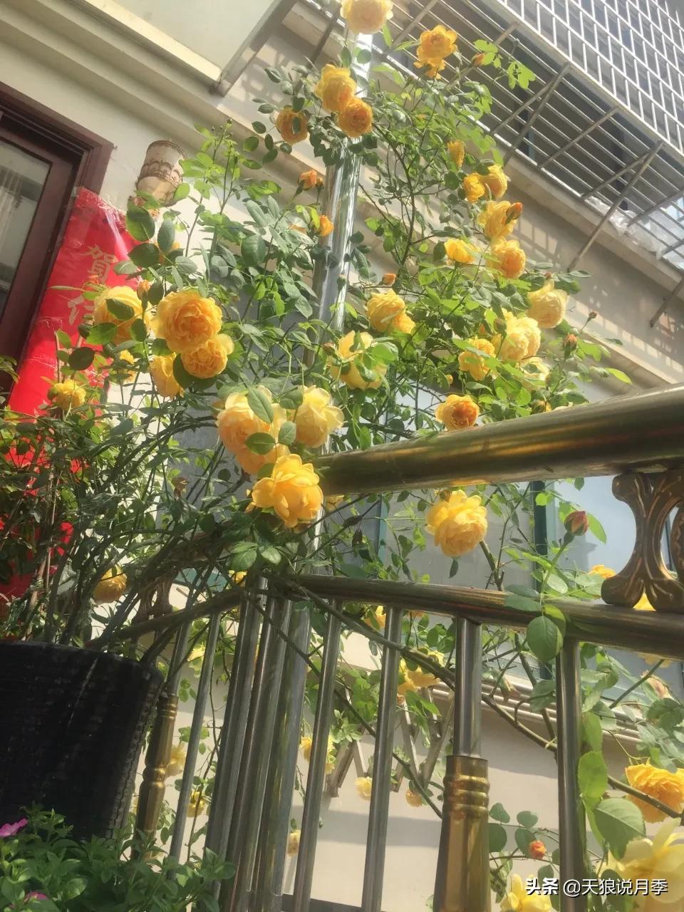 月季春季第一波花要不要剪,月季春季第一波花开后嫁接