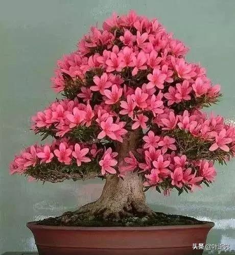 开花盆景怎么修剪,怎么让盆景多开花结果