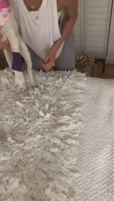 比特犬终于健康了视频,比特犬得了细菌性皮肤病