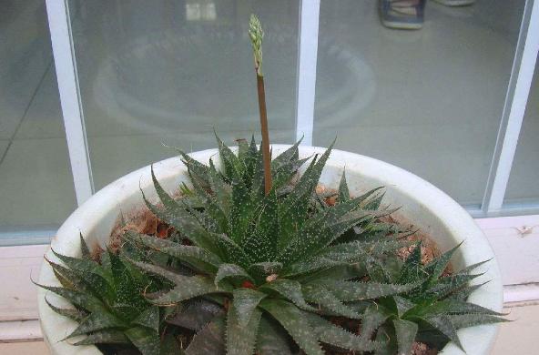 波露和雪花芦荟哪个好看,波路芦荟怎么养