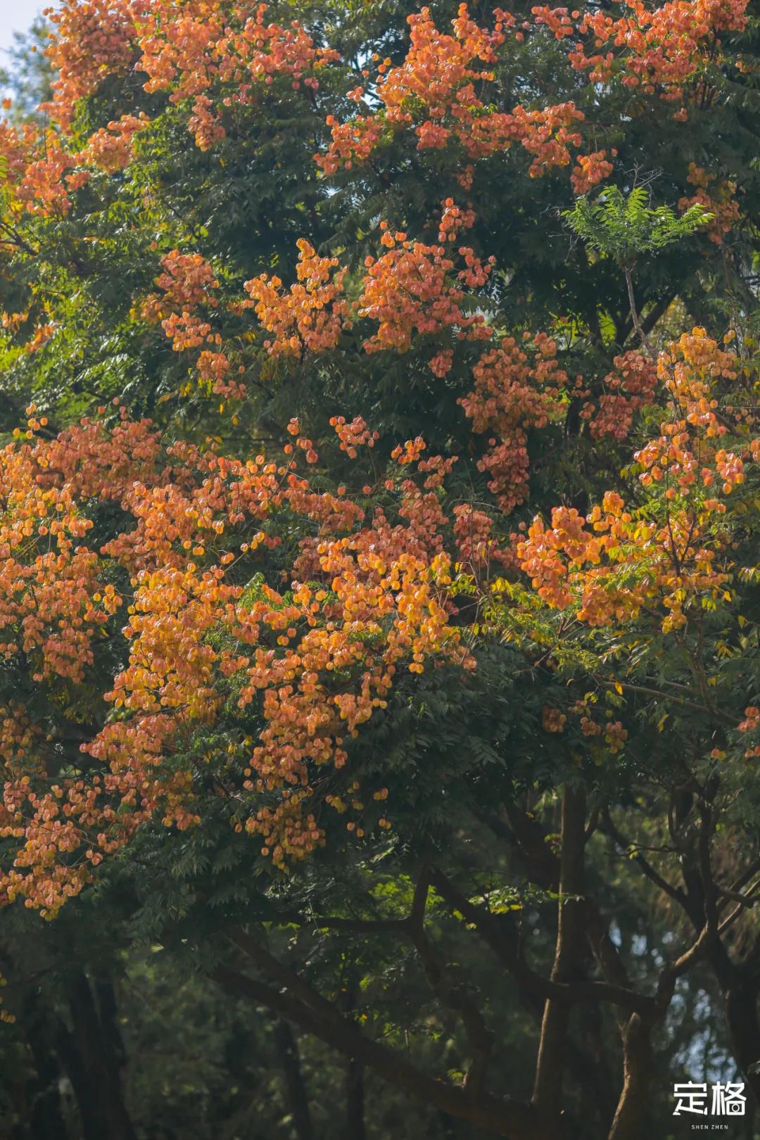 莲花山公园网红打卡地,即墨莲花山公园网红打卡地