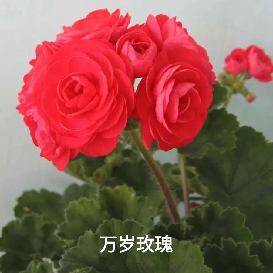 阳台天竺葵容易爆花品种,天竺葵最能开花的品种