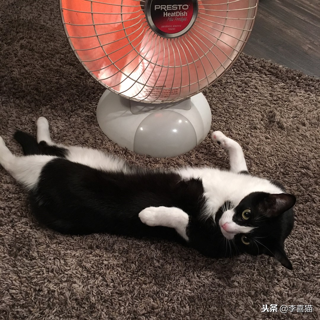 冬天如何更好给猫咪保暖,立冬了天气越来越冷了照顾好自己