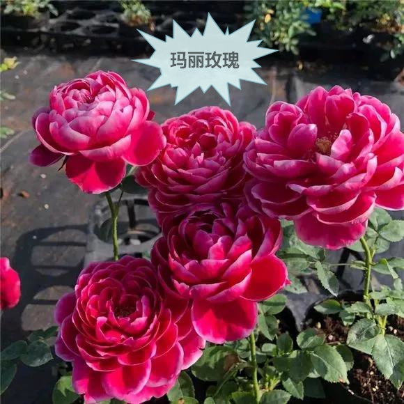 大兴月季园的月季有多少种,北京最大的月季基地在哪