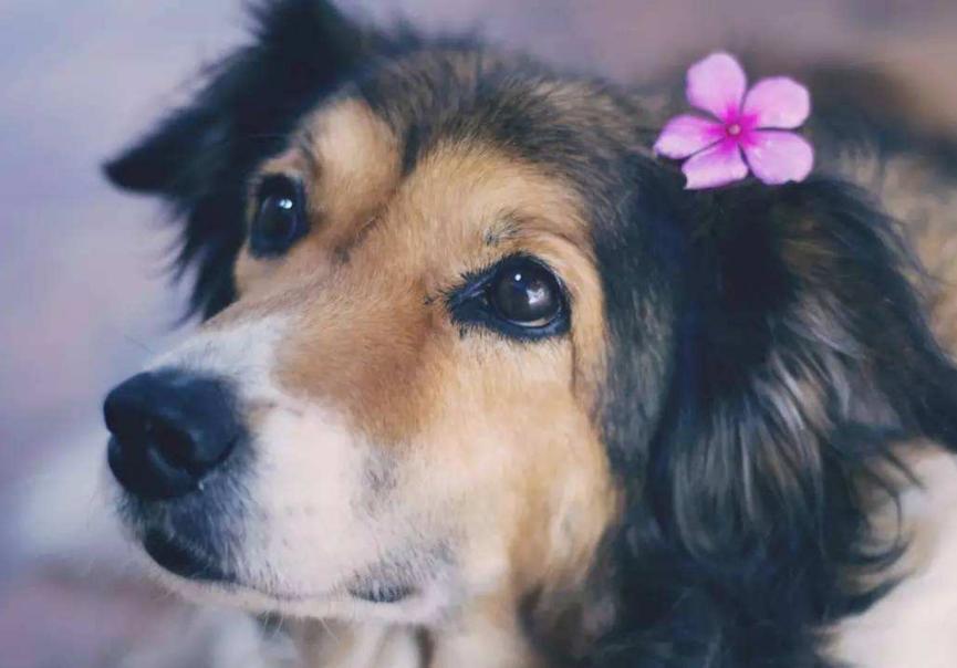 什么狗粮美毛效果好,狗粮中什么配方起到美毛作用