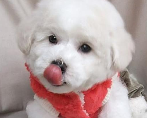 比熊不怎么吃狗粮是什么原因,比熊不吃狗粮怎么回事