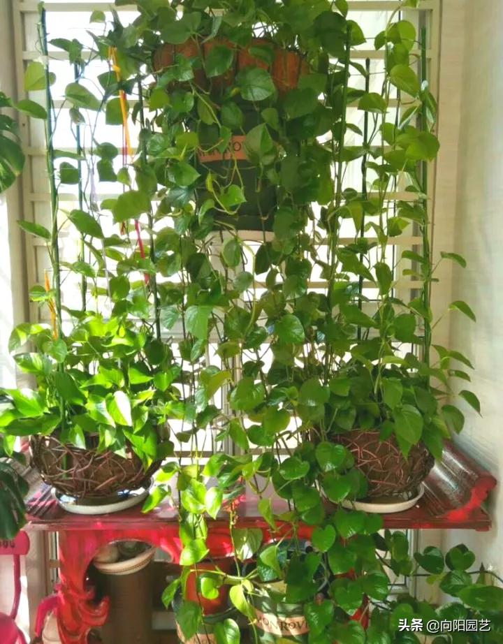 绿萝喂点黄豆水,绿萝喝啤酒长得快吗