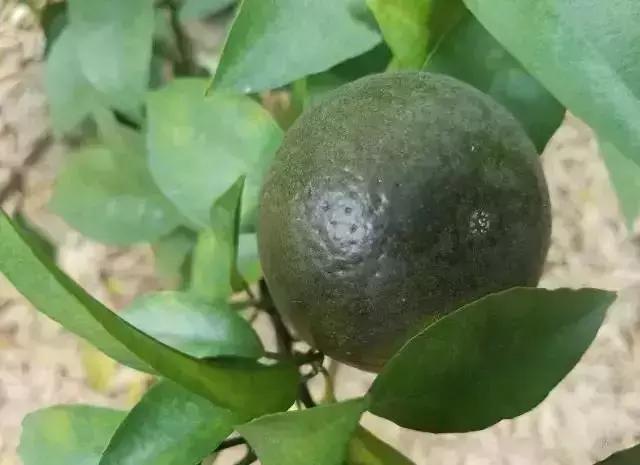 柑桔锈壁虱用什么农药防治,柑桔锈壁虱防治最佳时间及药物