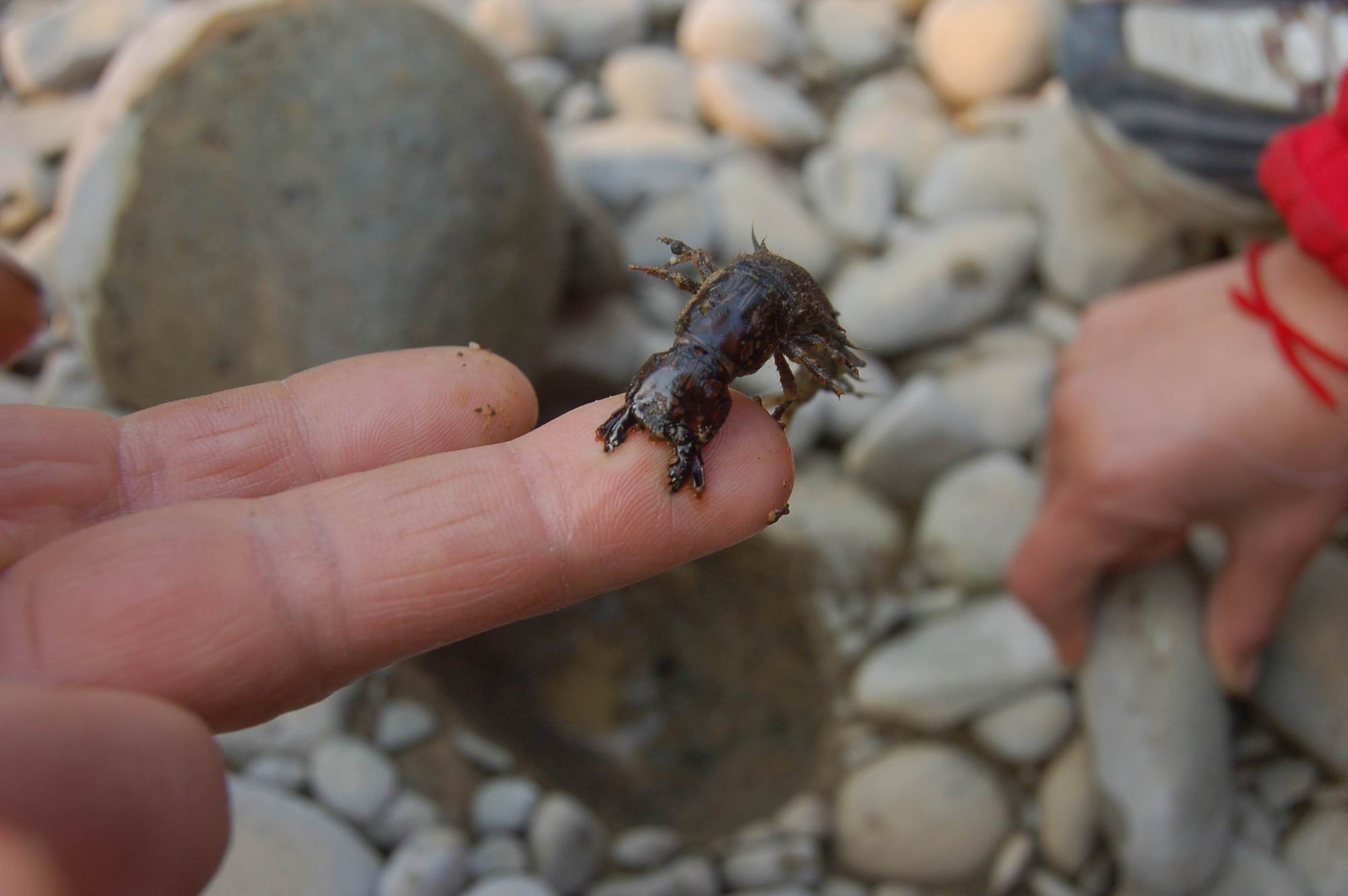 鱼苗消毒和病虫防治,水花鱼苗气泡病发病原因
