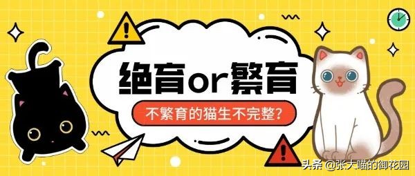 不让猫生小猫的方法,让不让猫咪生孩子