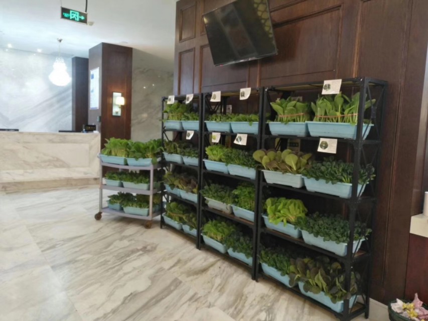 盆栽蔬菜在超市卖,盆栽蔬菜超市