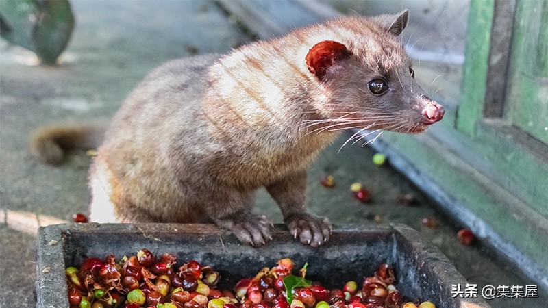 昂贵的进口饮料,五大世界上最难喝的饮料