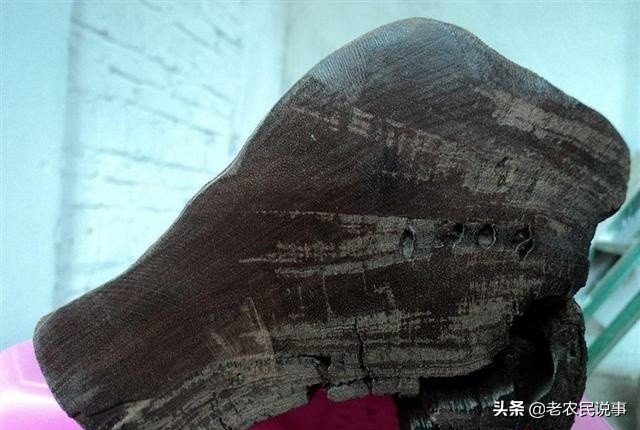 野外遇到这种树不要碰,怎么探索阴沉木