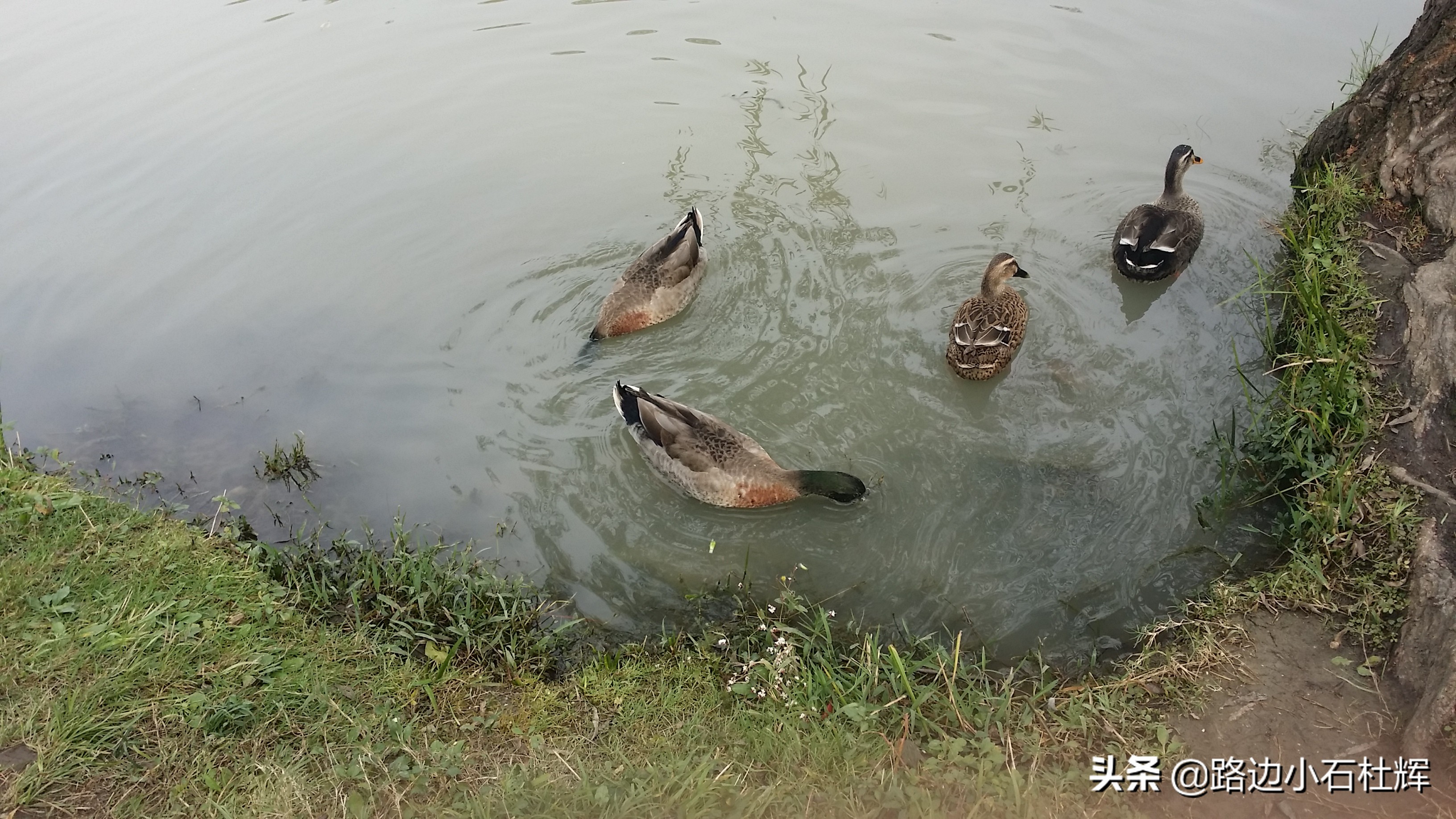 扬州瘦西湖之行,扬州瘦西湖游一圈