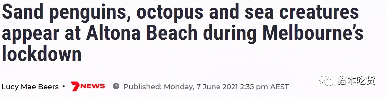 墨尔本小企鹅,墨尔本企鹅完整视频