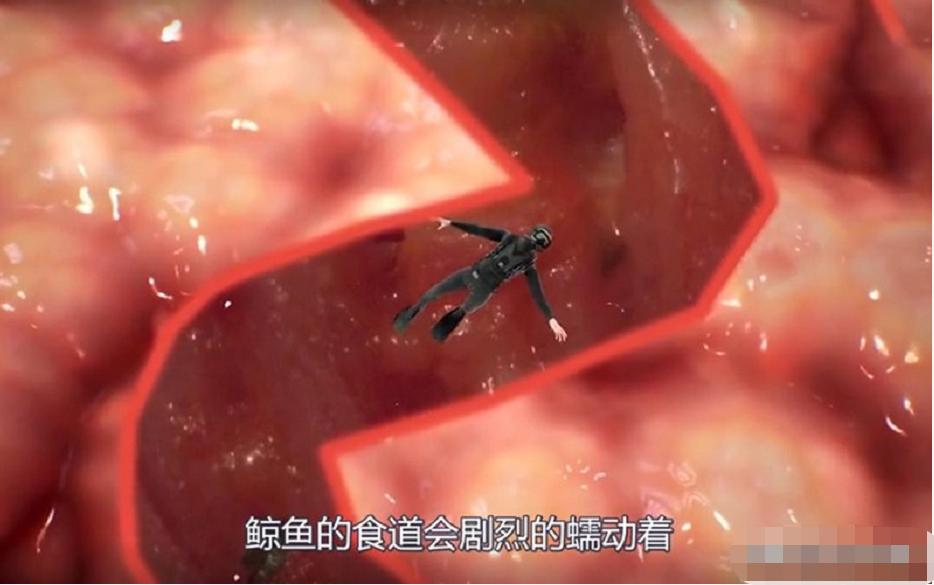 在鲸鱼肚子里是什么感觉,在鲸鱼肚子会经历什么