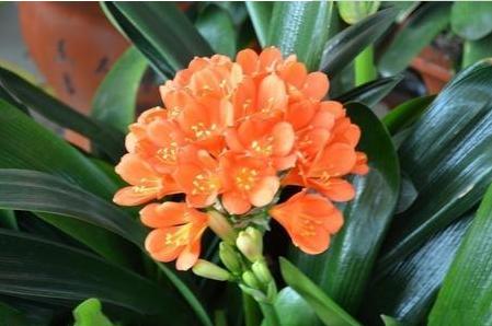 君子兰烂根黄叶怎么补救,君子兰黄叶烂根的解决方法