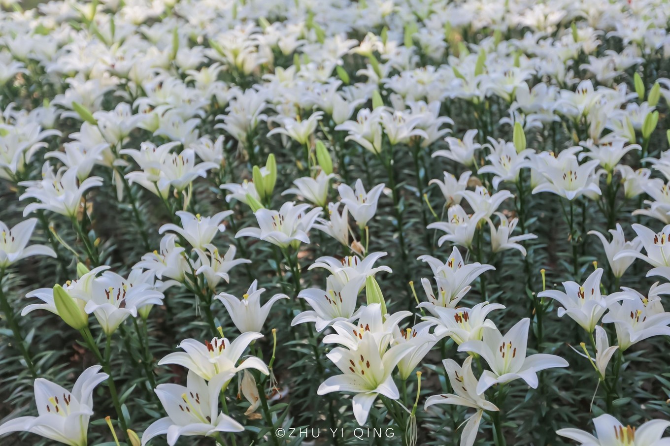 无锡梅园不只能赏梅，初秋近万亩百合花海盛放，小姐姐直呼太美了