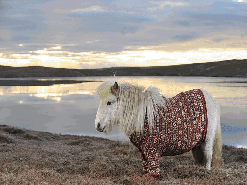 我爱上一匹野马可我家里没有草原,爱上一匹野马家里没有草原啥意思