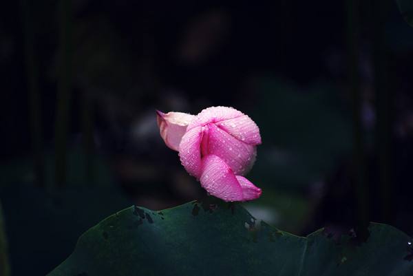 余光中诗歌鉴赏,品鉴余光中乡愁