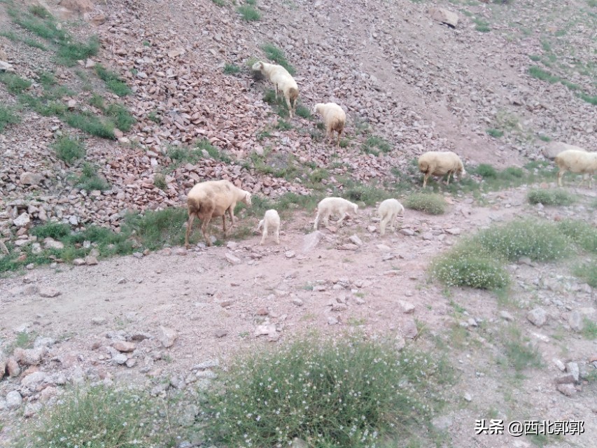 放养羊很简单？其实这些放羊技术你不一定会