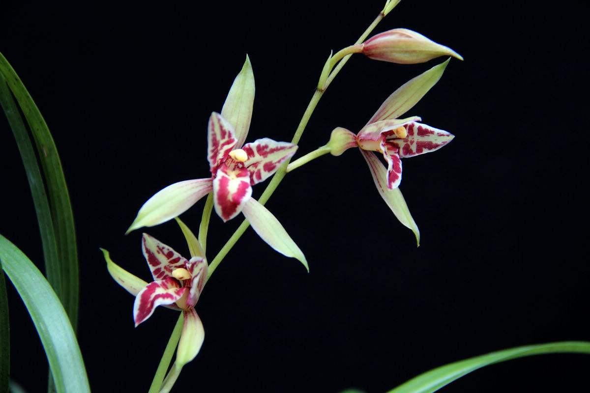 建兰开花后有的花苞变黄,建兰怎样养开花好看又香