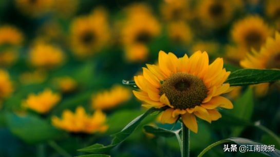 无锡哪里有粉黛乱子草,惠山古镇赏菊花