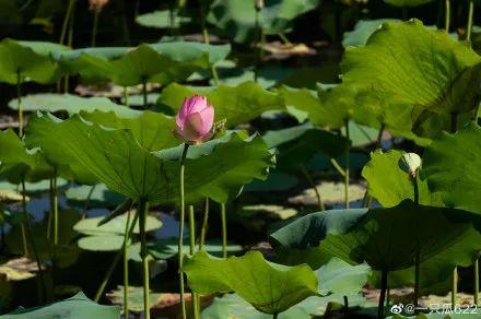 广州有荷花的地方,广州周边的荷花景点推荐