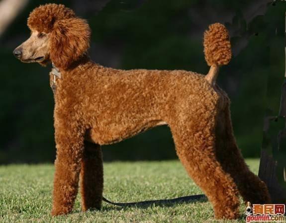 狗狗大全,送给喜欢狗的人）