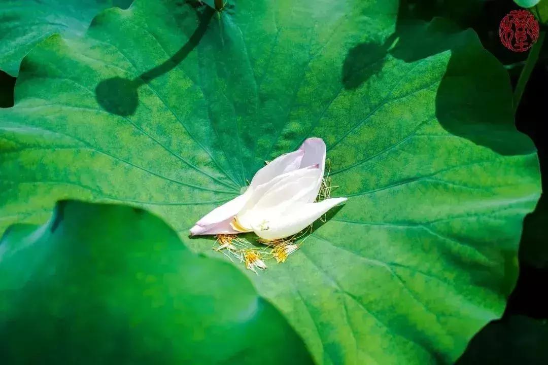 苏州通安的特色,苏州通安有什么美食