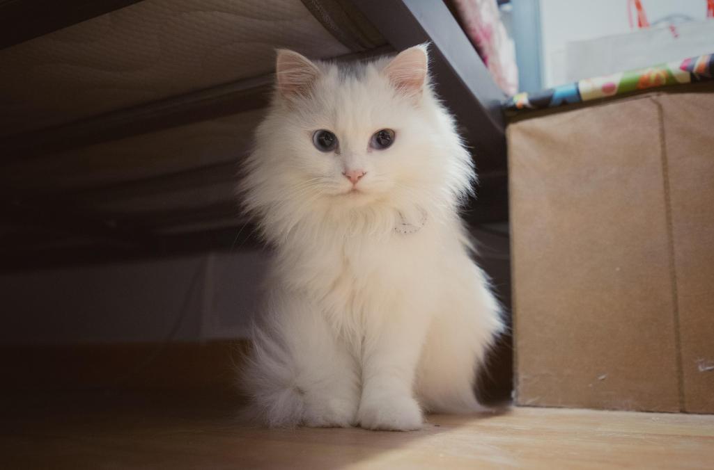 十大最贵的猫是哪个品种,最值钱的猫是什么品种