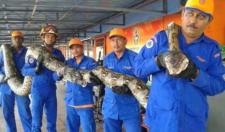 17米的巨蟒长什么样子,巨蟒最长能达到12米