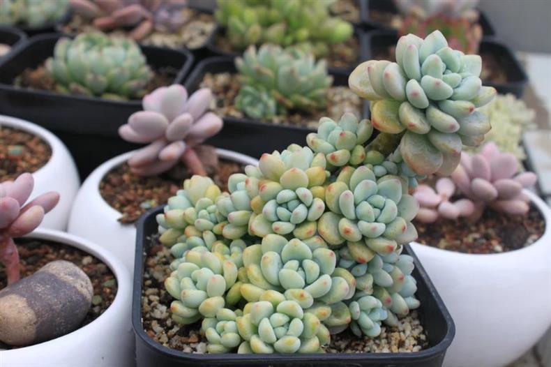 多肉用黑方养好吗,高手养兰心得