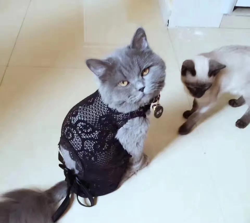 养猫新手入门猫砂,猫砂评价无粉尘