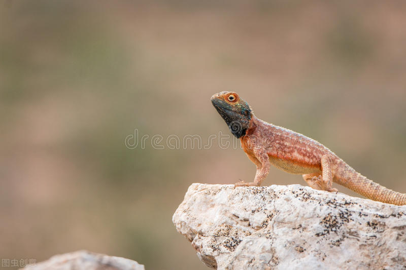 蛇性本淫是什么,蛇性本淫的意思