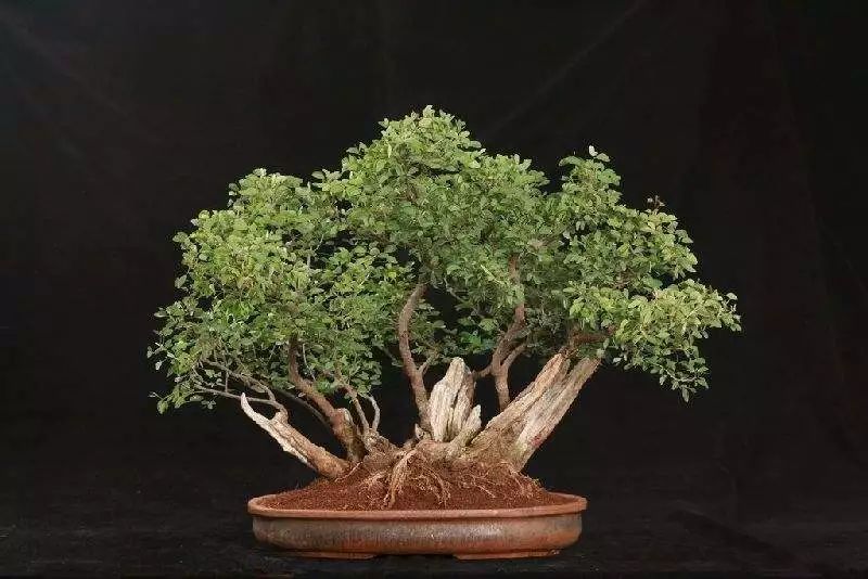 3岁孩子误食了药物属于意外吗,小孩误食绿植肥料怎么办