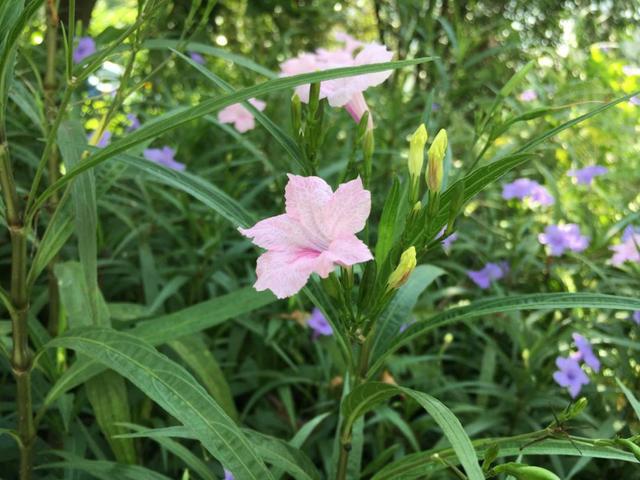 水生态净化植物,常见的观赏净化水生植物