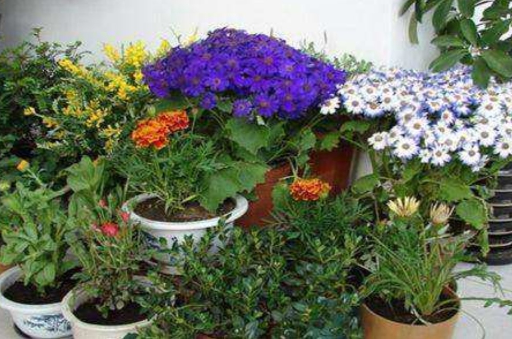 养花营养土怎么自制,在家如何制作养花营养土