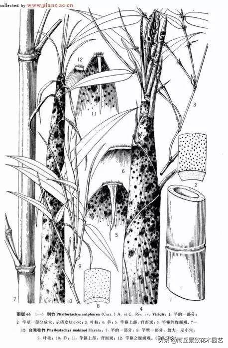 竹子大全,各种竹子大全