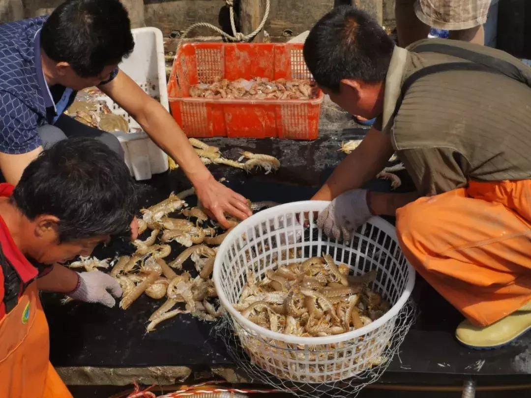 有一种炫富叫青岛开海啦,青岛炫富最新方式